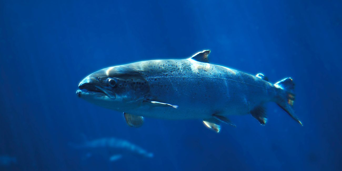 La amebiasis branquial del salmón