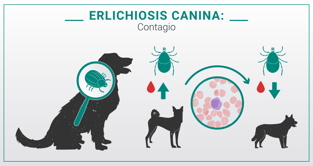 Ehrlichiosis canina