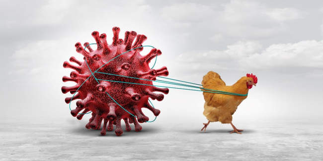 Lo que tienes que saber sobre la influenza aviar
