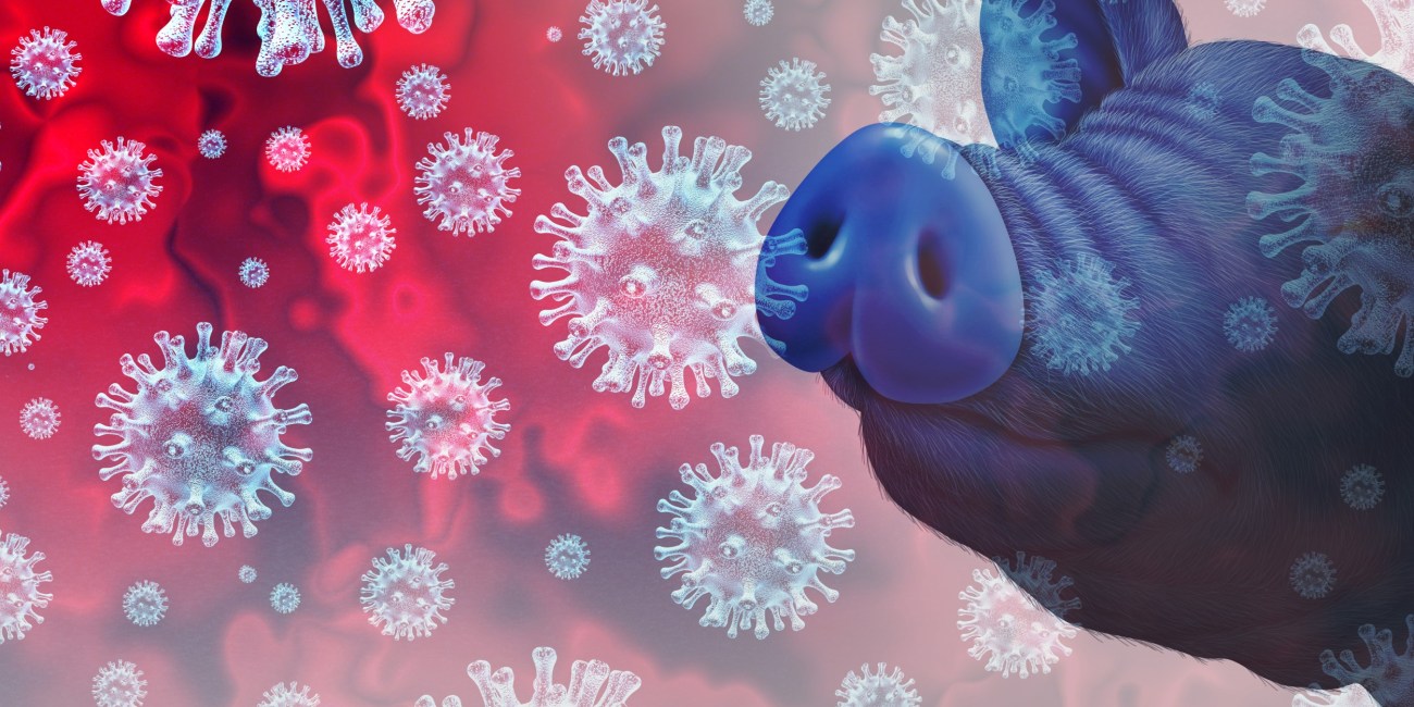 Gripe porcina: Síntomas, contagio y tratamiento
