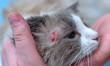 La dermatitis alérgica a la picadura de las pulgas (DAPP) causa molestias y prurito intenso, alterando significativamente la calidad de vida de los felinos.