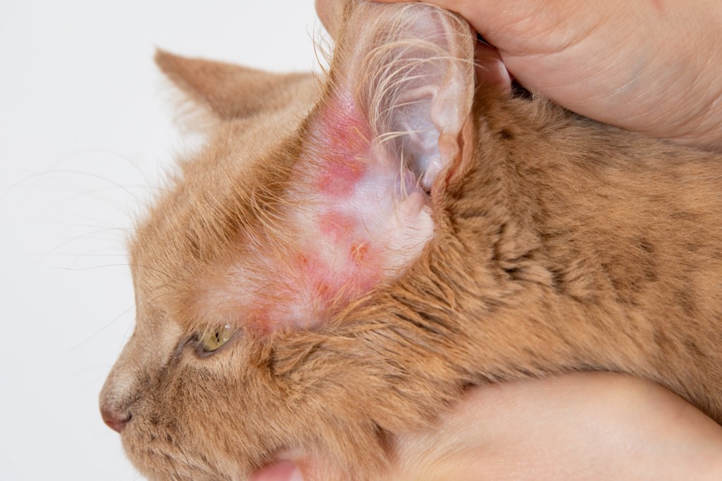 La sarna es una patología cutánea que afecta a los felinos producida por ectoparásitos, denominados ácaros y que viven en íntimo contacto con el hospedador.