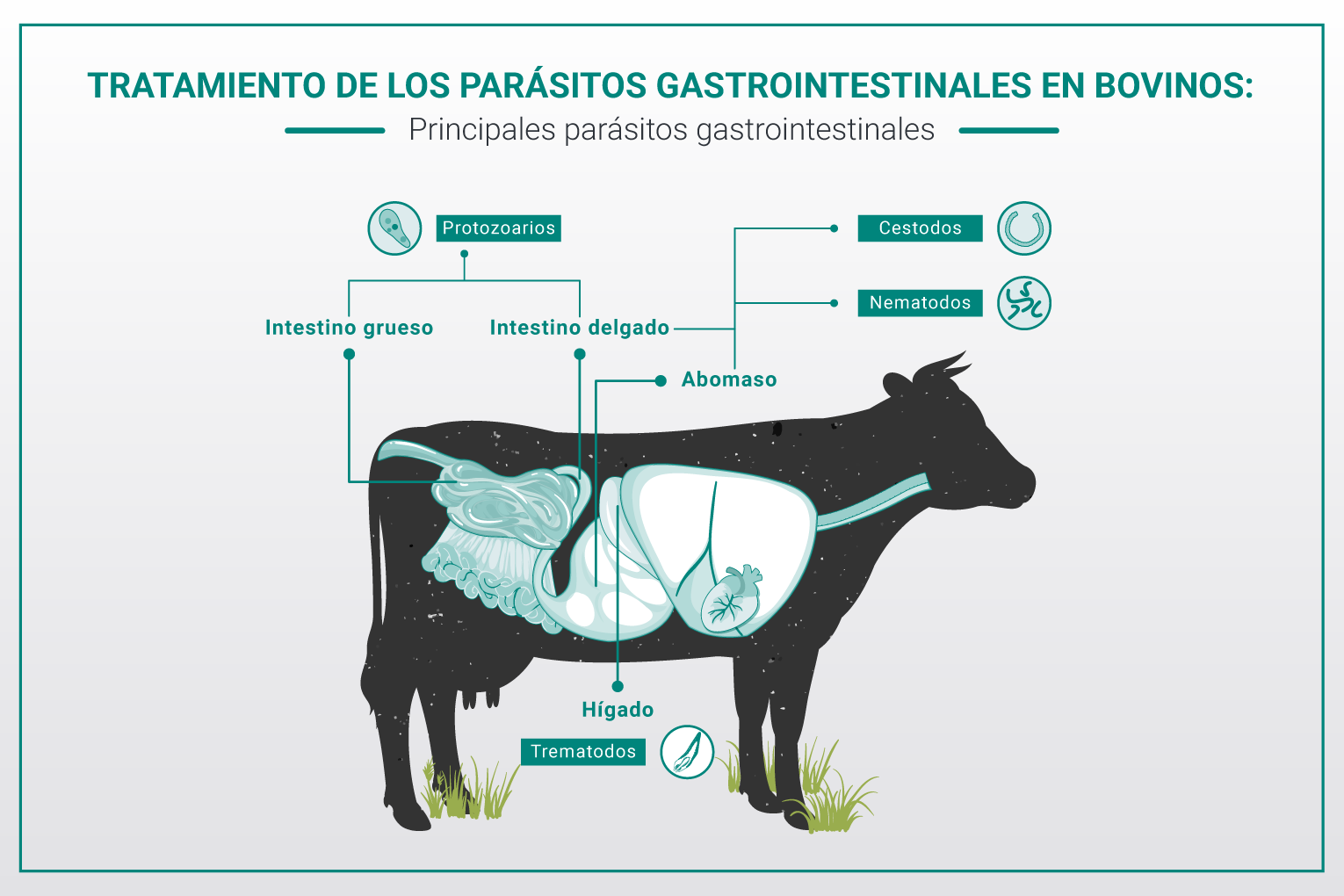 Control de los parásitos gastrointestinales en el ganado