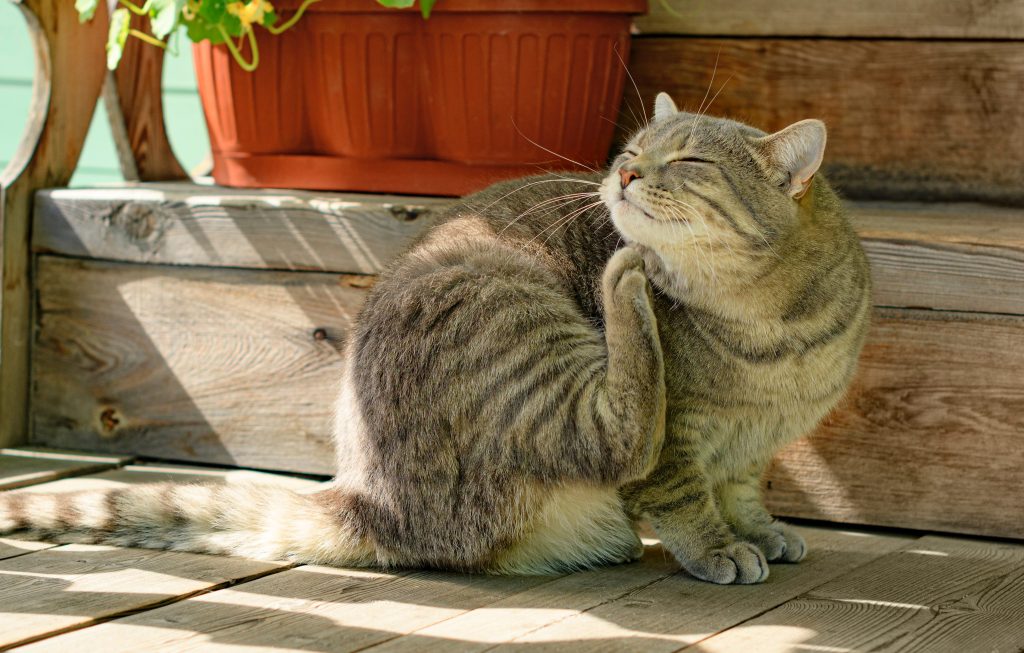 gato con parasitos externos rascandose