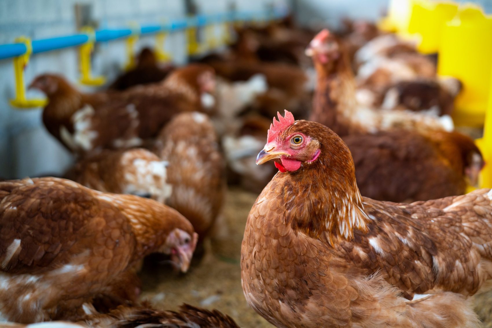 Coriza Infecciosa Aviar en Pollos y Gallinas: Definición, Diagnóstico, Control e Impacto Económico