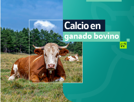 Calcio en ganado bovino