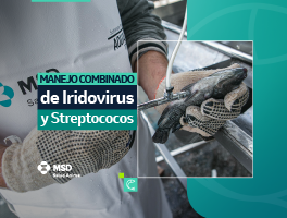 Manejo combinado de Iridovirus y Streptococos en tilapia: eficacia del uso conjunto de Aquavac IridoV y Aquavac Strep SaSi