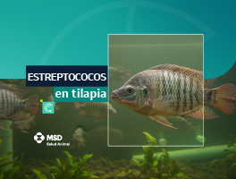 estreptococos en tilapia